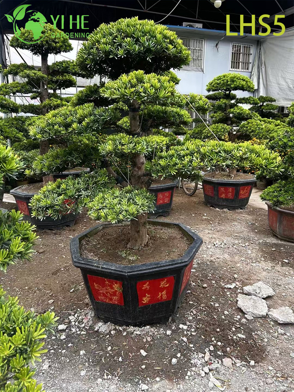 Oryantal - Peyzaj Sanatı i&ccedil;in Tarz Katmanlı Podocarpus Bonsai