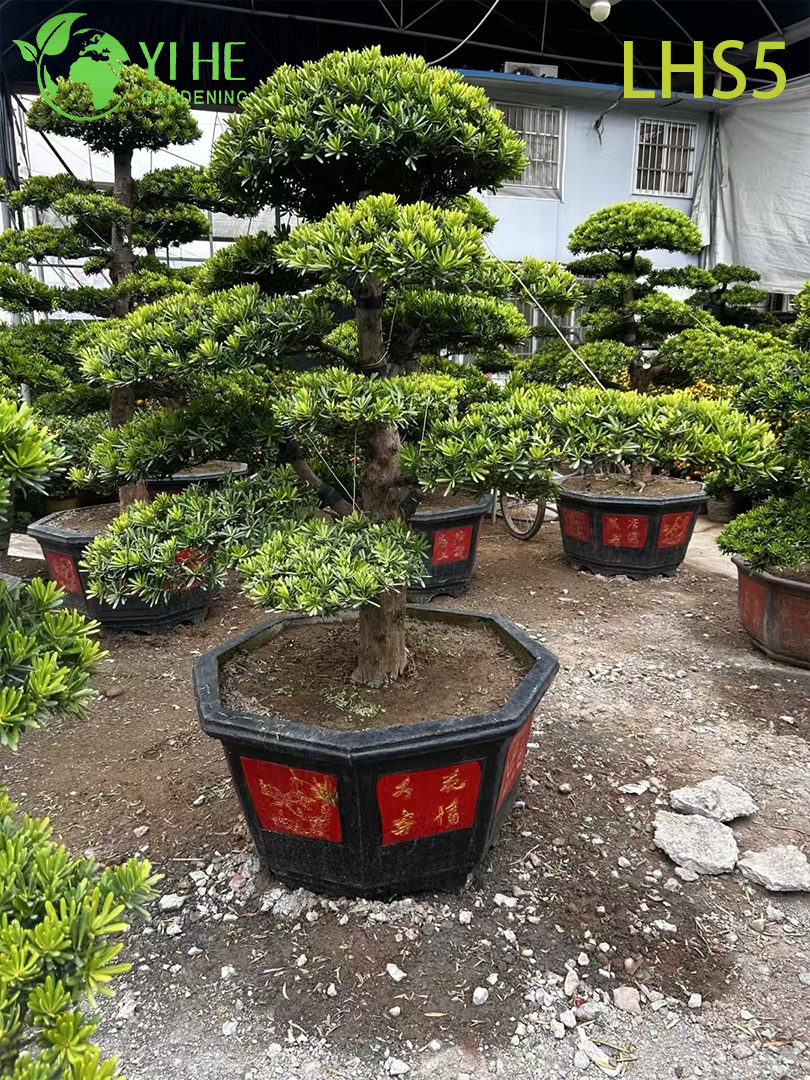 Oryantal - Peyzaj Sanatı i&ccedil;in Tarz Katmanlı Podocarpus Bonsai