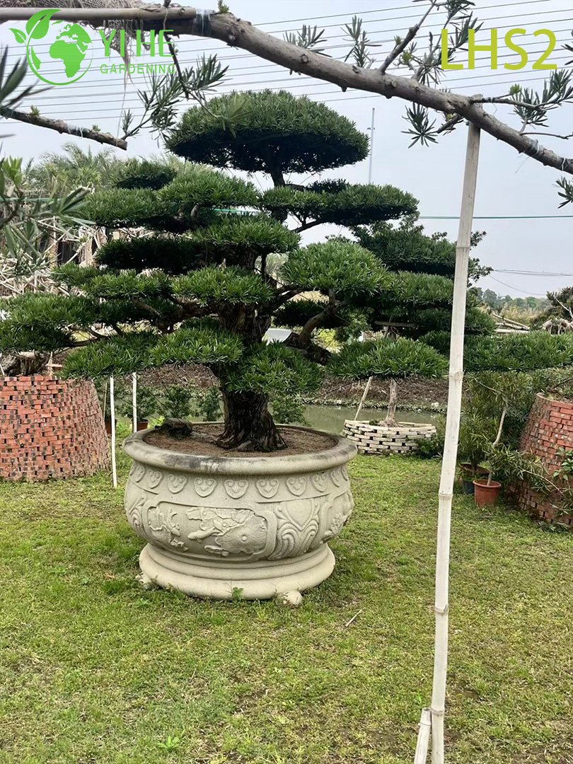 សិល្បៈ - រាង Podocarpus Bonsai សម្រាប់ការបង្ហាញសួន