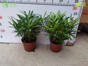S - Sanatsal Bah&ccedil;e Dekoru i&ccedil;in Şekilli Podocarpus Bonsai