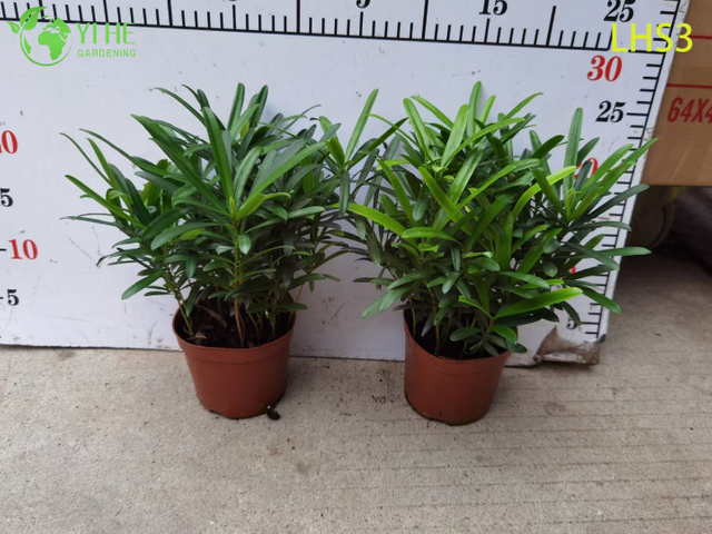 Bonsa&iuml; Podocarpus en forme de S pour d&eacute;coration de jardin artistique
