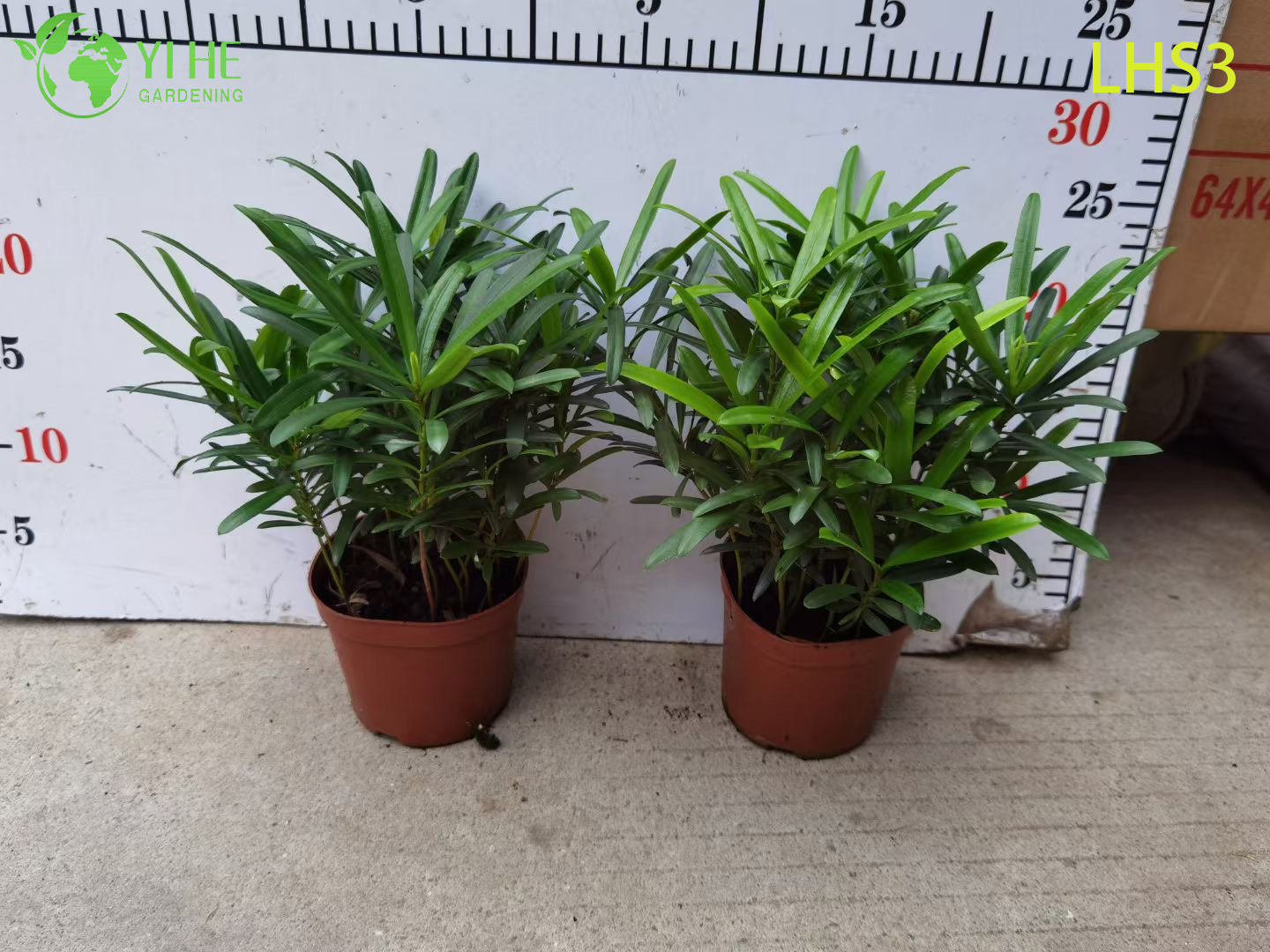 Bonsai Podocarpus em forma de S para decora&ccedil;&atilde;o art&iacute;stica de jardim