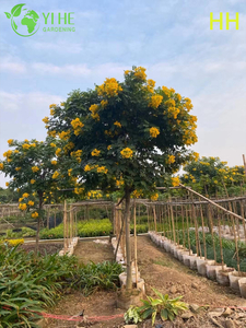 Arbre à fleurs ornemental jaune Cassia glauca