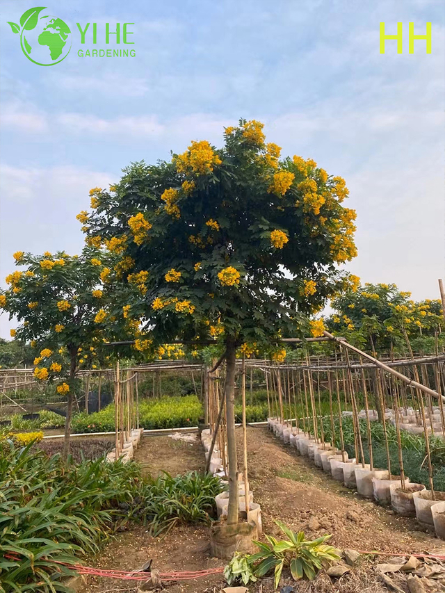 &Aacute;rvore ornamental amarela Cassia glauca florida