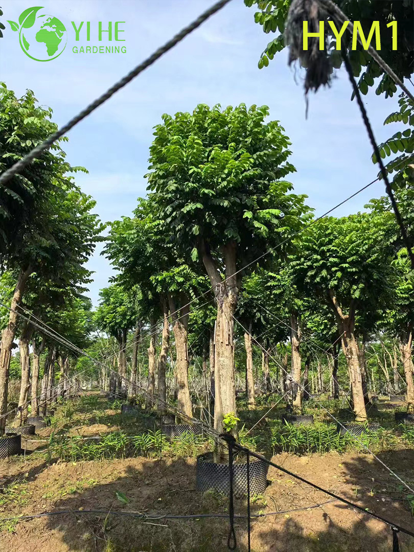Albero fiorito ornamentale nativo di Spathodea campanulata