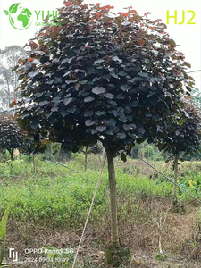 Arbre ornemental rouge - feuille Hibiscus tiliaceus rubra