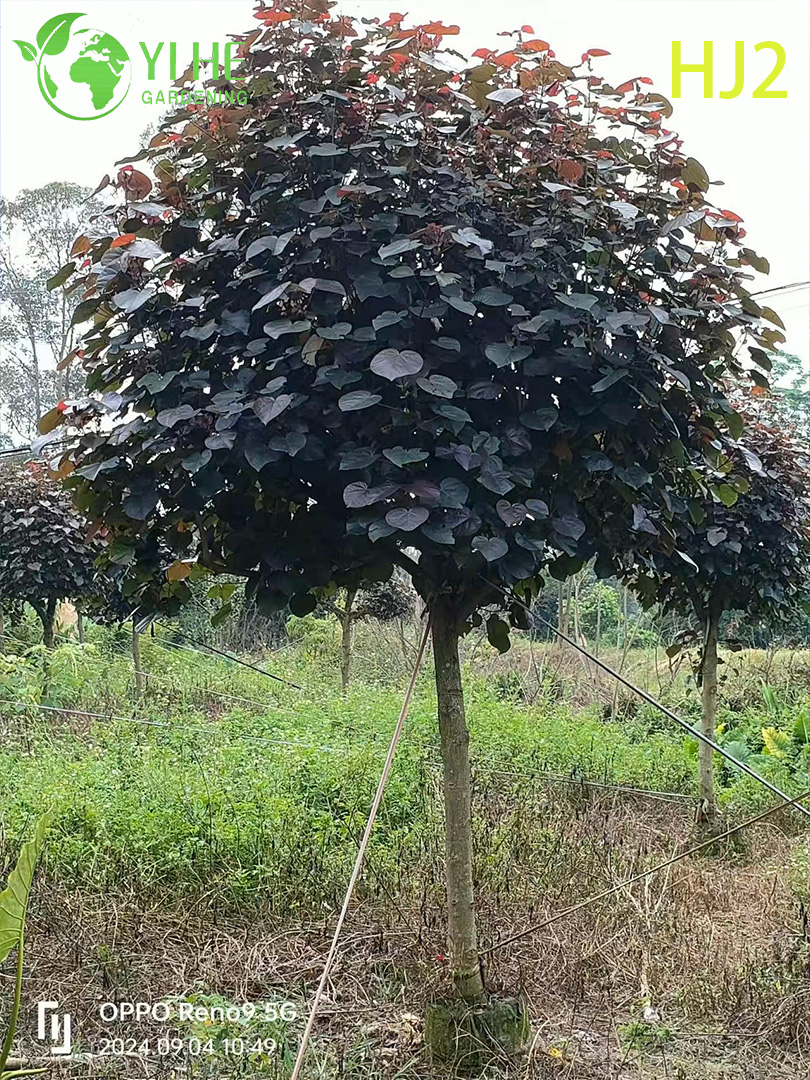 ຕົ້ນໄມ້ປະດັບສີແດງ - ໃບ Hibiscus tiliaceus rubra