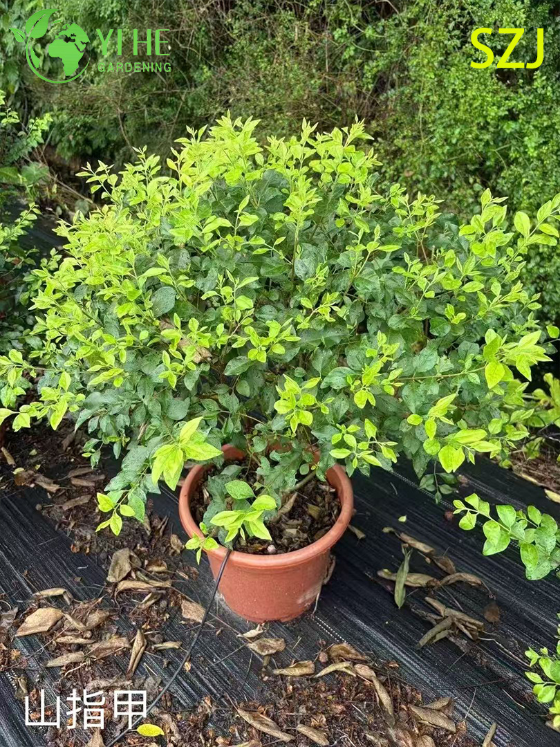 تصدير الجملة Ligustrum Sinense شجيرة الزينة دائمة الخضرة ذات جودة عالية