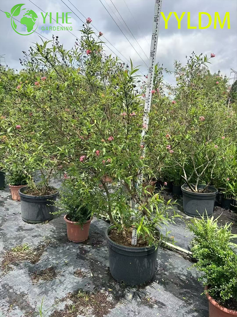 تصدير الجملة الفضة ورقة Rondeletia شجيرة الزينة دائمة الخضرة ذات جودة عالية