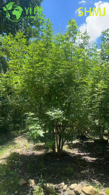卸売輸出 Vitex Agnus-Castus 観賞用開花低木プレミアム品質