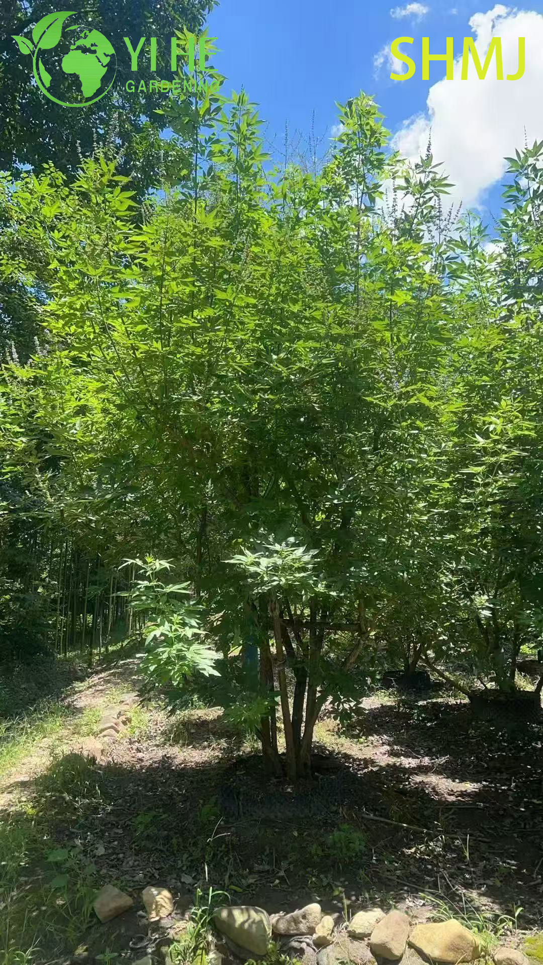 卸売輸出 Vitex Agnus-Castus 観賞用開花低木プレミアム品質