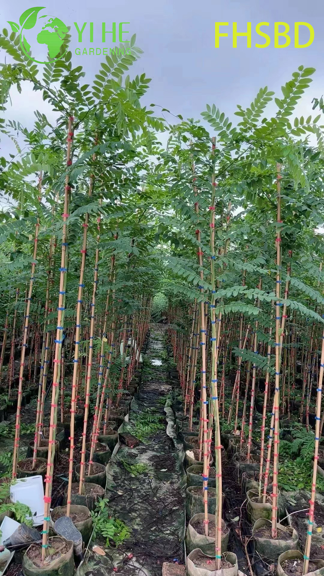 M&agrave;u hồng trang tr&iacute; - Hoa Cassia Javanica, C&acirc;y Cassia hồng trong vườn nhiệt đới, C&acirc;y Cassia Javanica ra hoa thường xanh, M&agrave;u hồng cảnh - Blossom Cassia