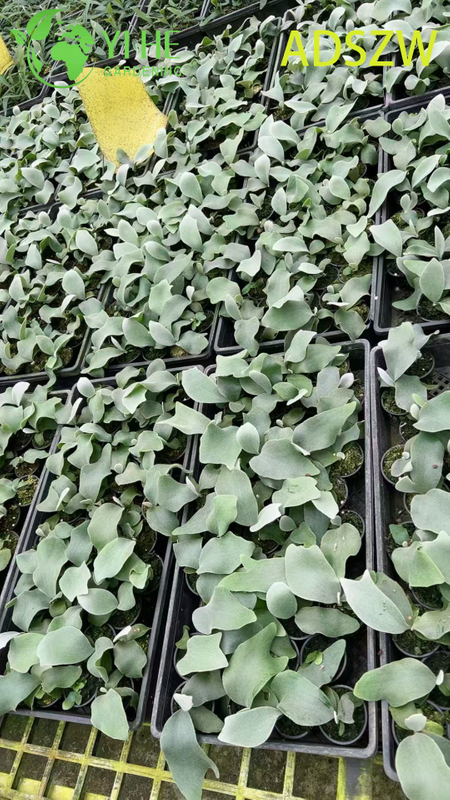 Großhandel mit Andes-Java-Topfpflanzen für den Innen- und Außenbereich, Landschaftsbau und Dekoration