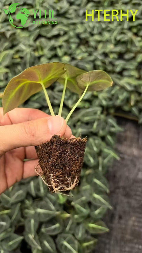 Groothandel export Black Velvet Alocasia-zaailingen | Tropische siergebladerte zaailingen