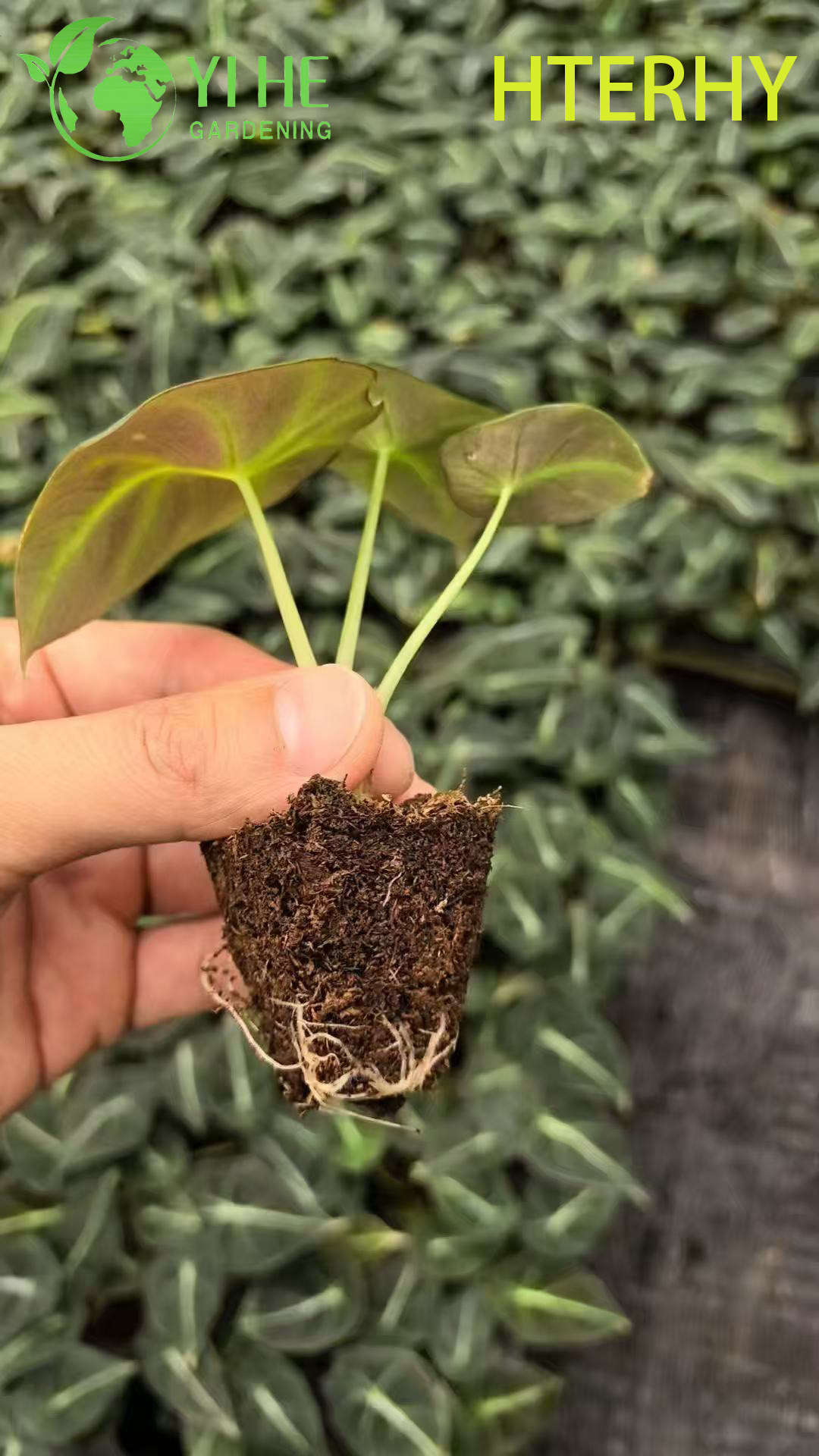 Exportaci&oacute;n al por mayor de pl&aacute;ntulas de Alocasia de terciopelo negro | Pl&aacute;ntulas de follaje ornamental tropical
