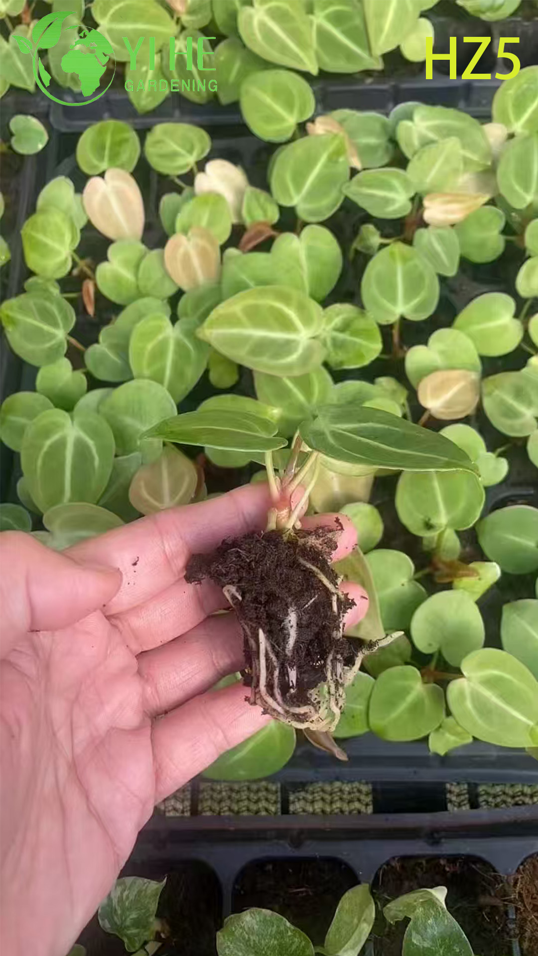 Großhandel Export King/Tie Anthuriumsämlinge | Tropische Zierlaubsämlinge