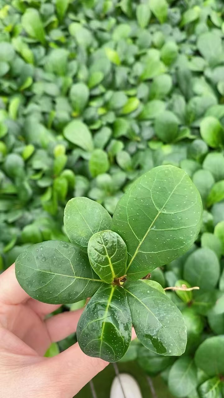 Pl&aacute;ntulas verdes de Ficus lyrata