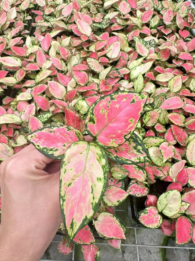 Aglaonema - 상서로운 붉은 모종