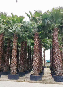 Washingtonia Robusta