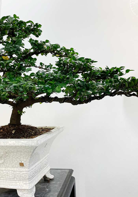 Piante bonsai