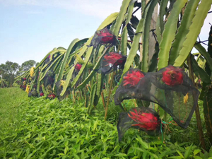 Hylocereus undatus, драконий фрукт, деревья питайя.