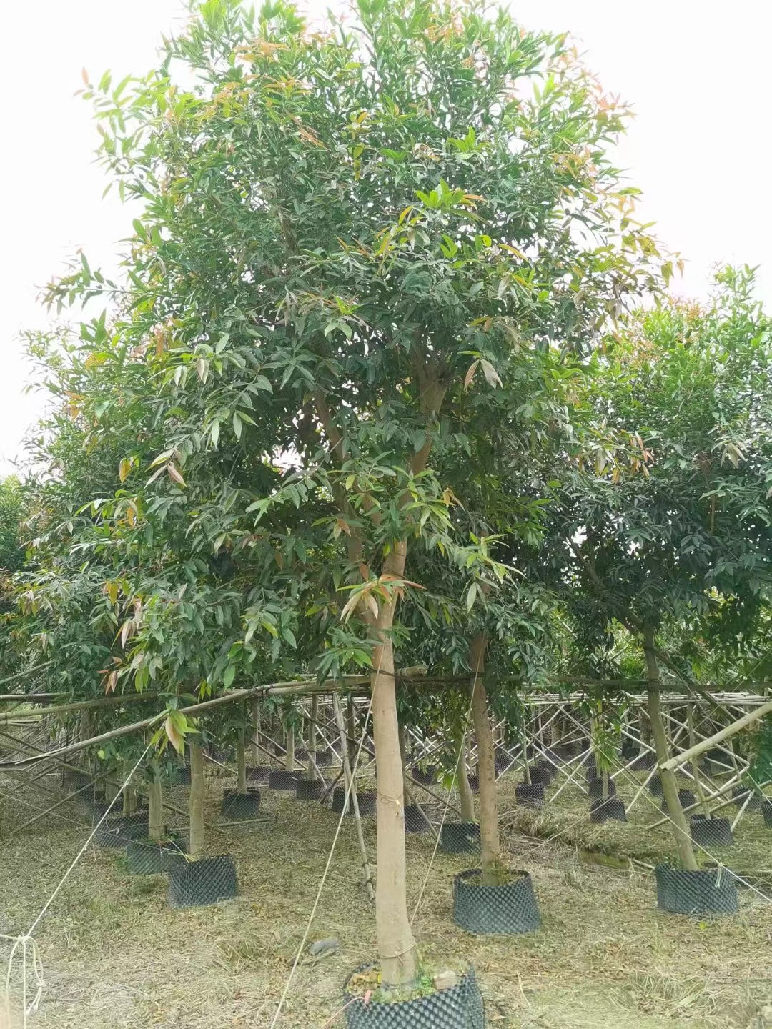 Syzygium jambos (L.) Alston