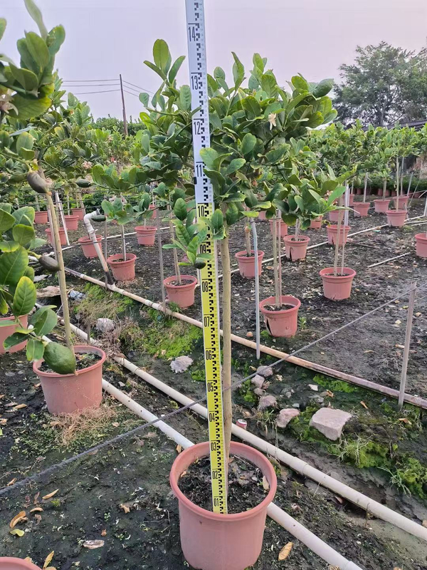 Alberi di limoni,Citrus &times; limon (Linnaeus) Osbeck