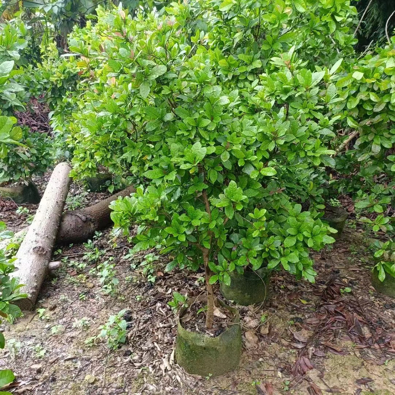 Чудо-фруктовые деревья Synsepalum dulcificum Daniell.