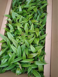 شتلة Epipremnum Aureum