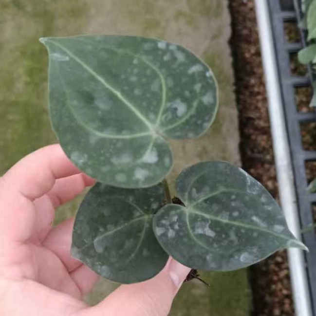 اشميا بروميلياد