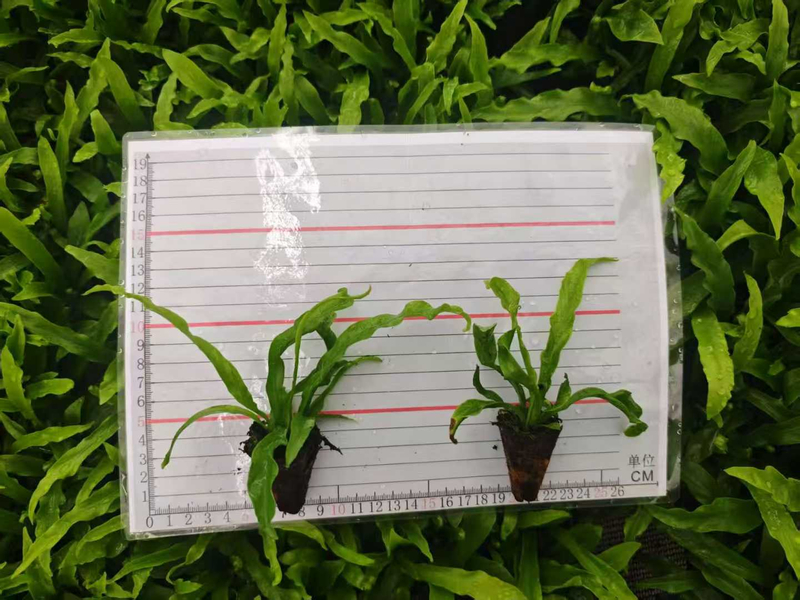 Асплениум Нидус