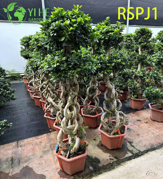 Tronc tiss&eacute; &eacute;pais grand ficus artistique, bonsa&iuml; de plante d'int&eacute;rieur vivant