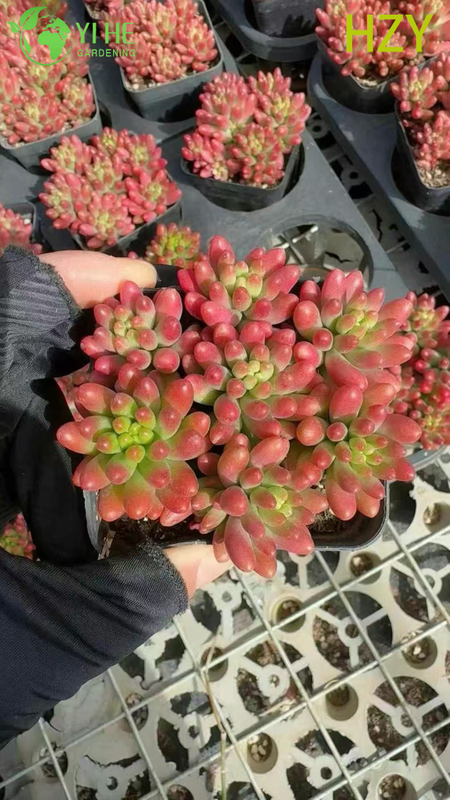 B&aacute;n bu&ocirc;n c&acirc;y đậu đỏ sống mọng nước Sedum Rubrotinctum Bonsai