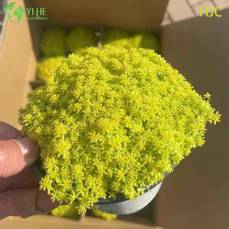 थोक गोल्डन जापानी स्टोनक्रॉप लाइव प्लांट सेडम ग्राउंडकवर बोनसाई