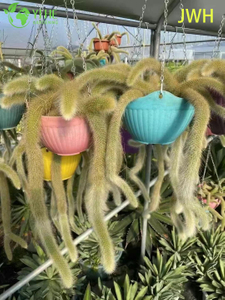 Venda al por mayor el cactus vivo de la cola del mono del zorro de nueve colas en la cesta colgante para los bonsais de la decoraci&oacute;n