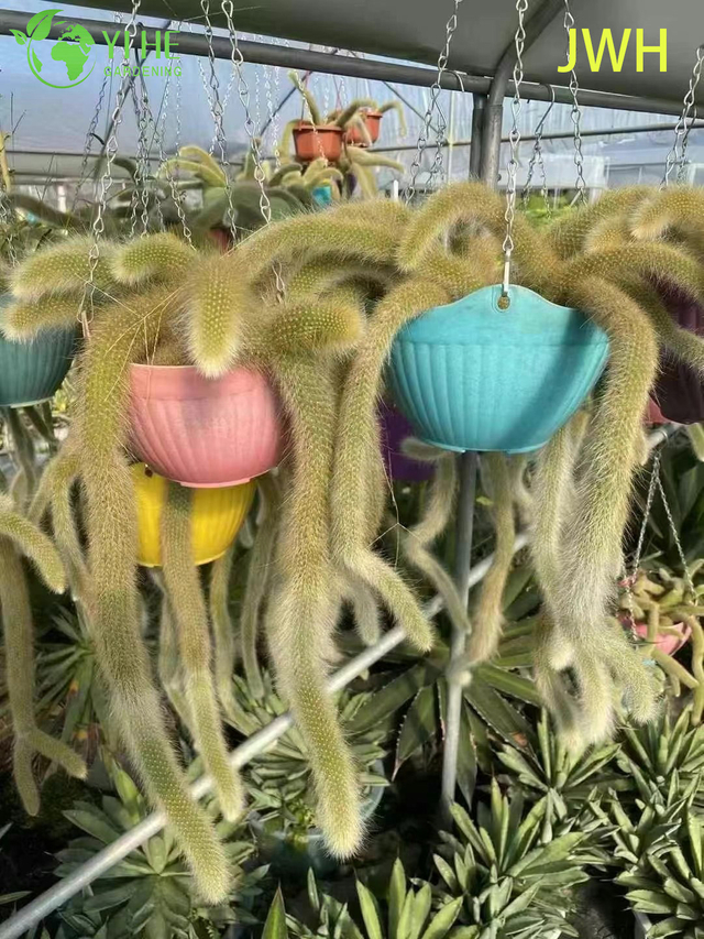 Cacto de cauda de macaco raposa de nove caudas vivo por atacado em cesta suspensa para decora&ccedil;&atilde;o bonsai