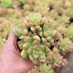 Gro&szlig;handel mit Golden Glow Sedum Adolphii, lebende Sukkulenten-Cluster-Bonsai