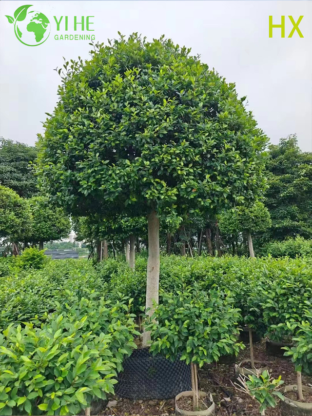 Hurtownia żywych krzew&oacute;w bananowych Michelia Figo na pachnące ogrodowe bonsai