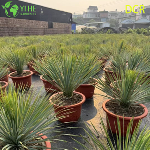 लाइव बीक्ड युक्का एक ठंडा प्रतिरोधी सूखा-सहिष्णु आउटडोर पौधा बोनसाई