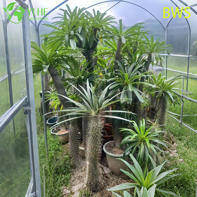 ปาล์มมาดากัสการ์สด บอนไซลำต้นมีหนามสูง Pachypodium ฉ่ำ
