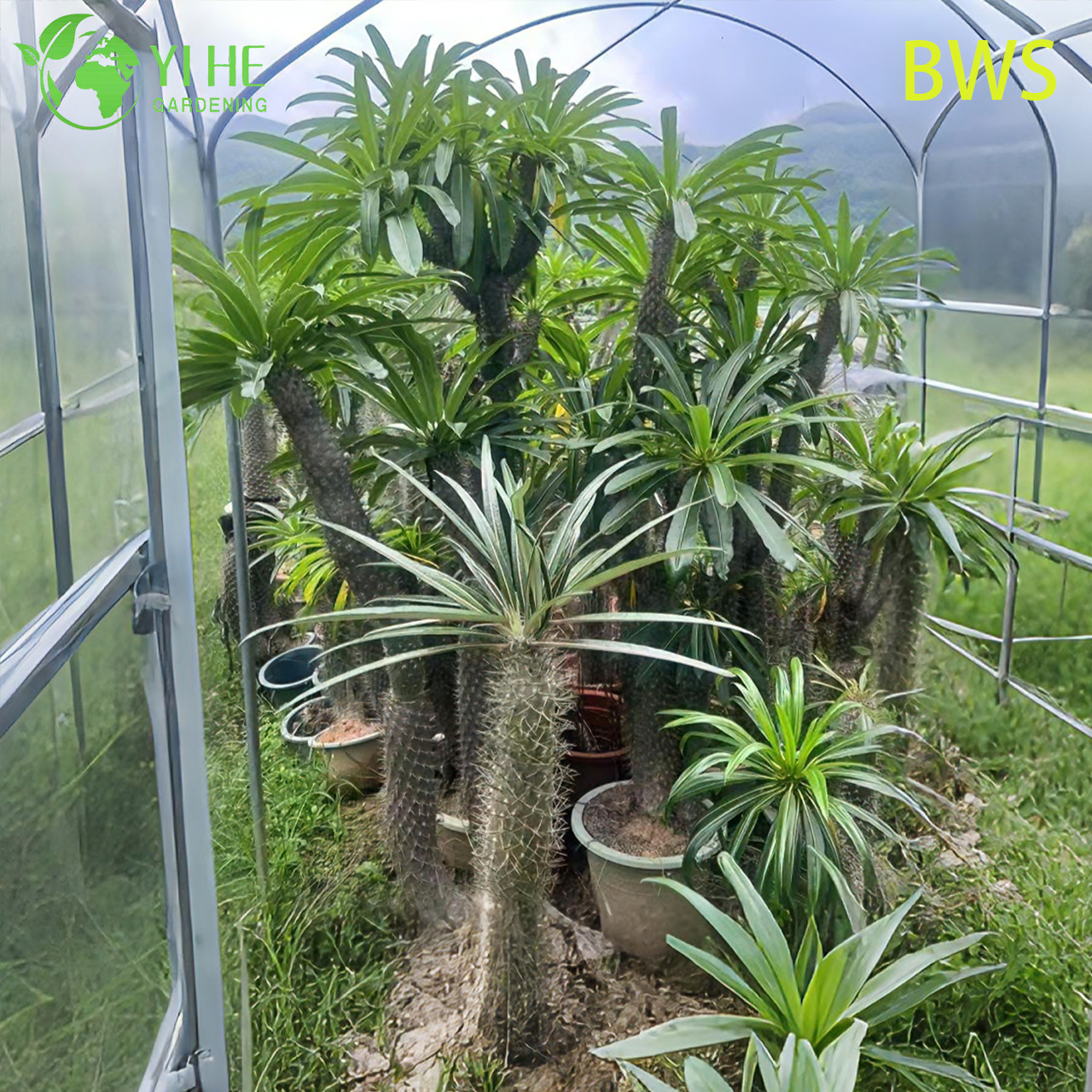 ปาล์มมาดากัสการ์สด บอนไซลำต้นมีหนามสูง Pachypodium ฉ่ำ