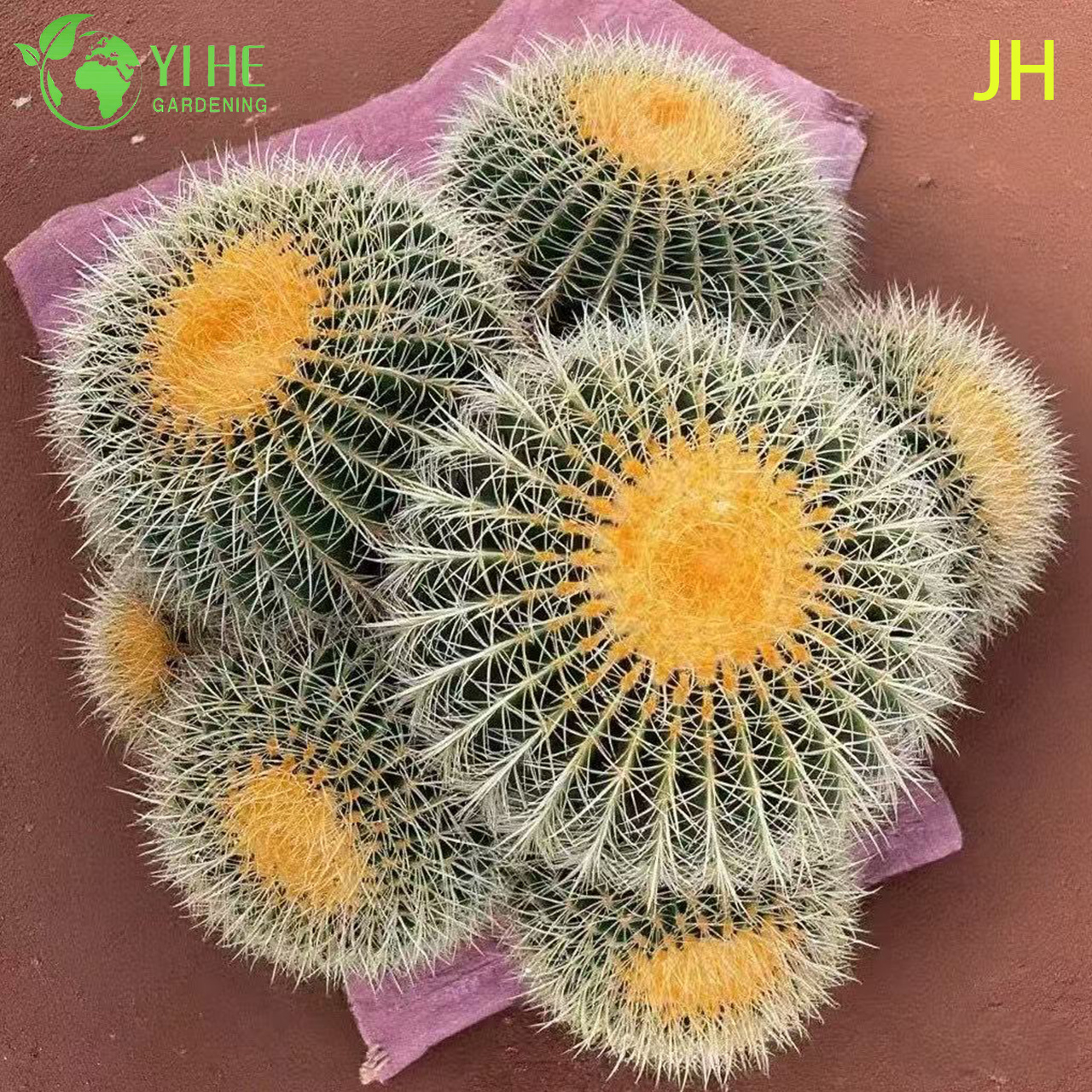 Live Golden Barrel Cactus A មូលធំ Spiny Yellow Succulent Bonsai