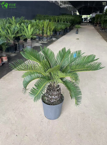Bonsái de Cycas