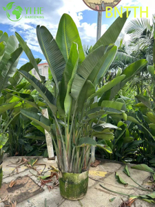 इनडोर आउटडोर भूदृश्य बोन्साई के लिए थोक विशाल स्वर्ग का सफेद पक्षी