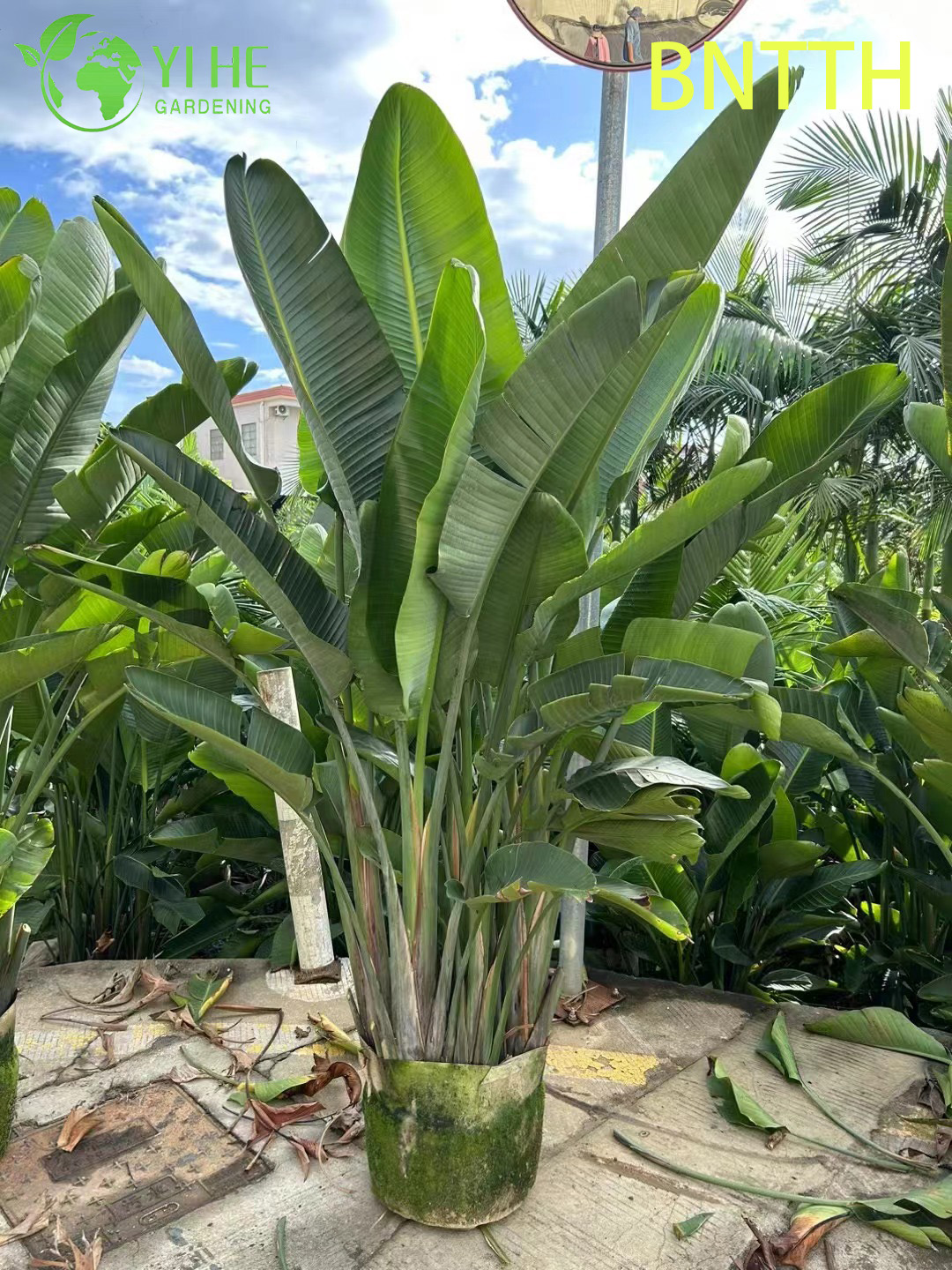 Riesiger weißer Paradiesvogel im Großhandel für Bonsai im Innen- und Außenbereich
