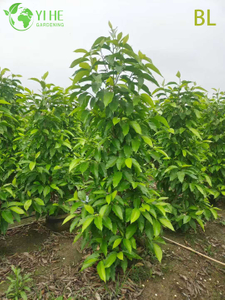 Arbre de magnolia Champaca blanc parfum&eacute; vivant pour l'am&eacute;nagement paysager du jardin bonsa&iuml;
