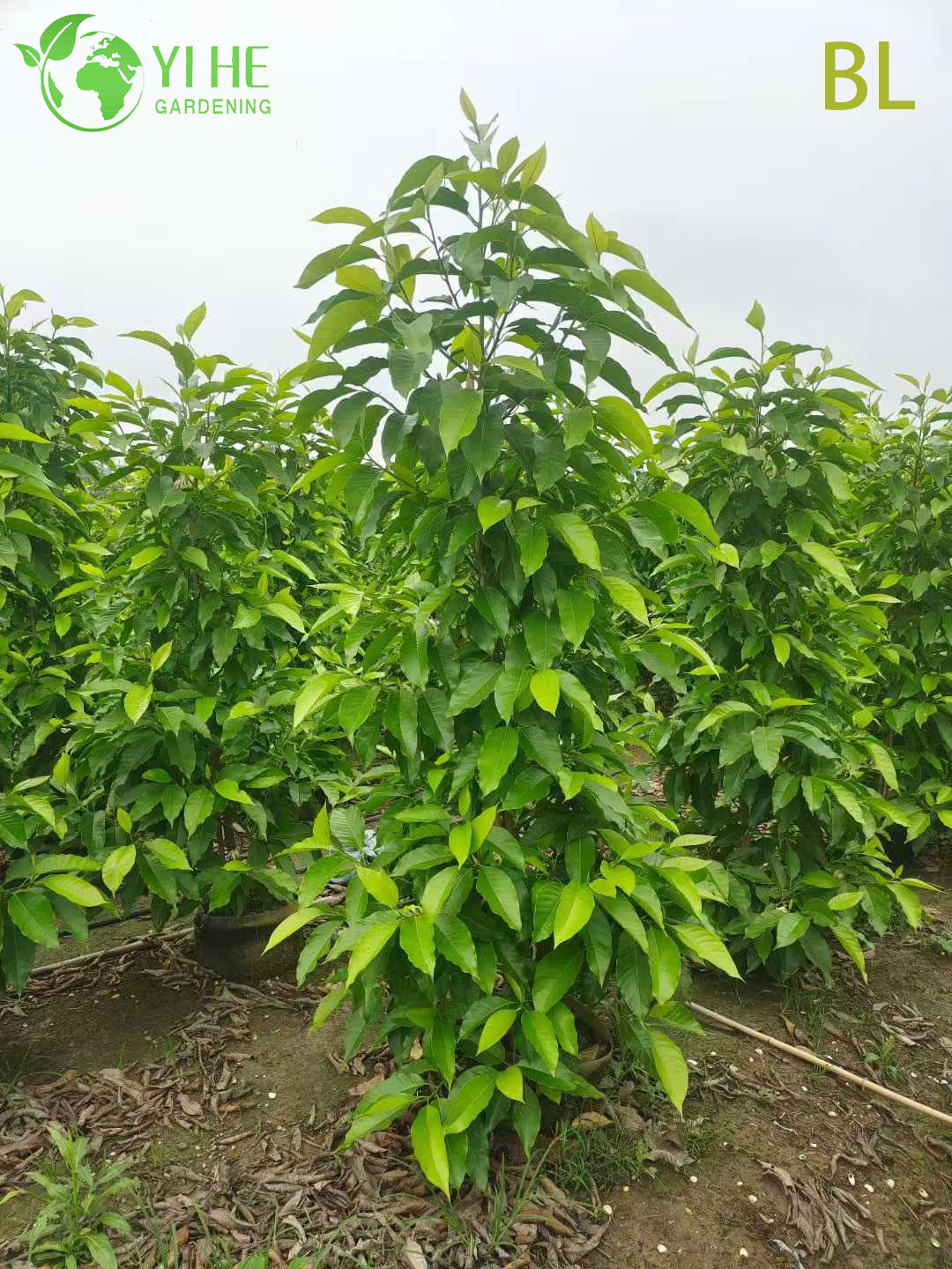 Lebender, duftender wei&szlig;er Champaca-Magnolienbaum f&uuml;r den Bonsai-Garten