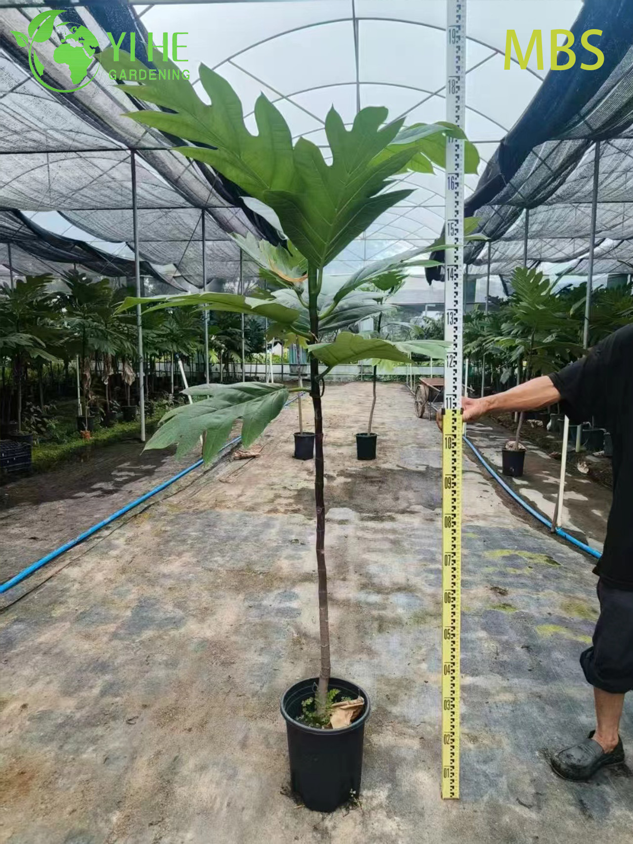 Venda por atacado de &aacute;rvore de fruta-p&atilde;o viva Artocarpus planta tropical comest&iacute;vel bonsai