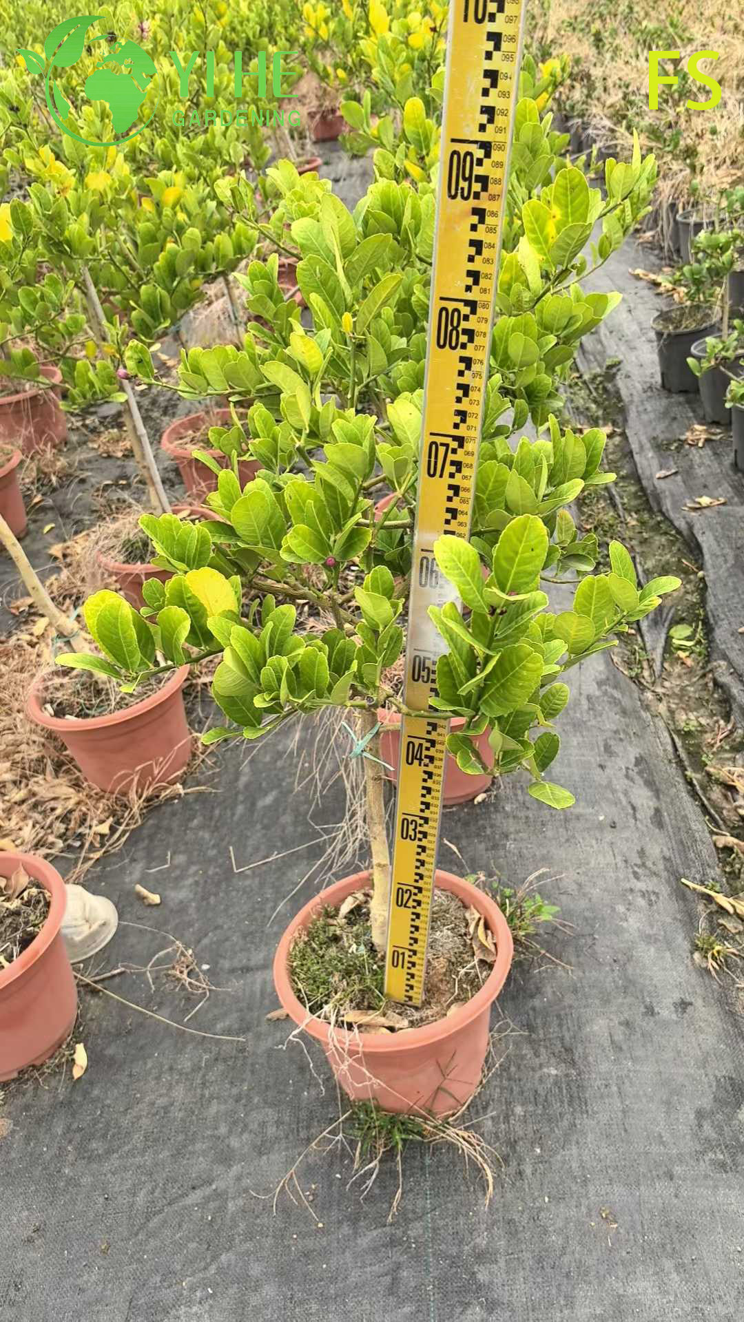 &Aacute;rbol vivo de mano de Buda de cidra con dedos arom&aacute;ticos para bons&aacute;i de exportaci&oacute;n
