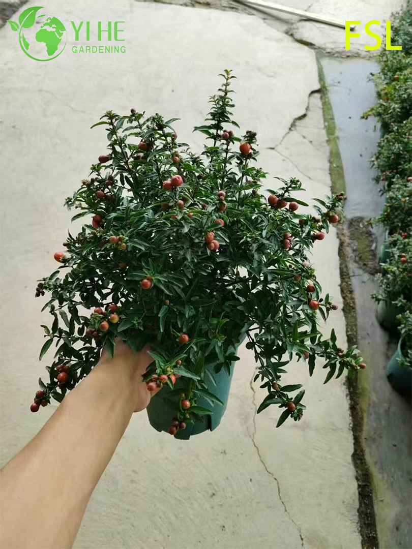 Alberi da frutto vivi tropicali freschi di Psidium Guajava per l'esportazione